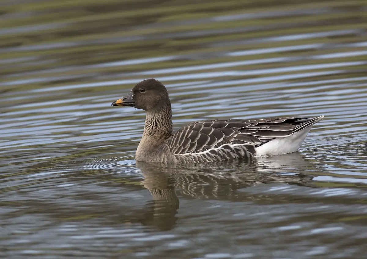 Tundra bean goose. A small brown goose with a brown beak with an orange spot.