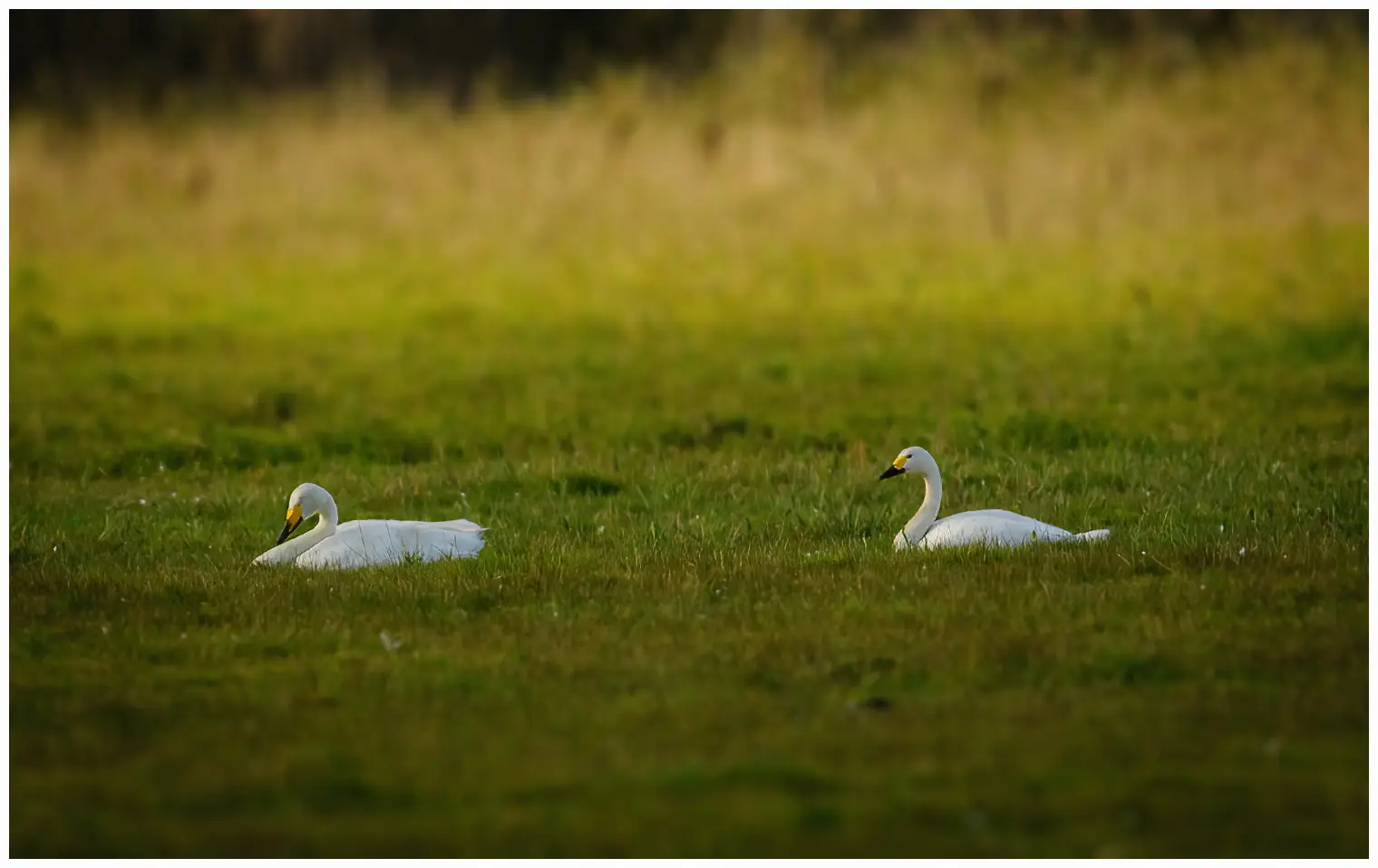 Tundra swan