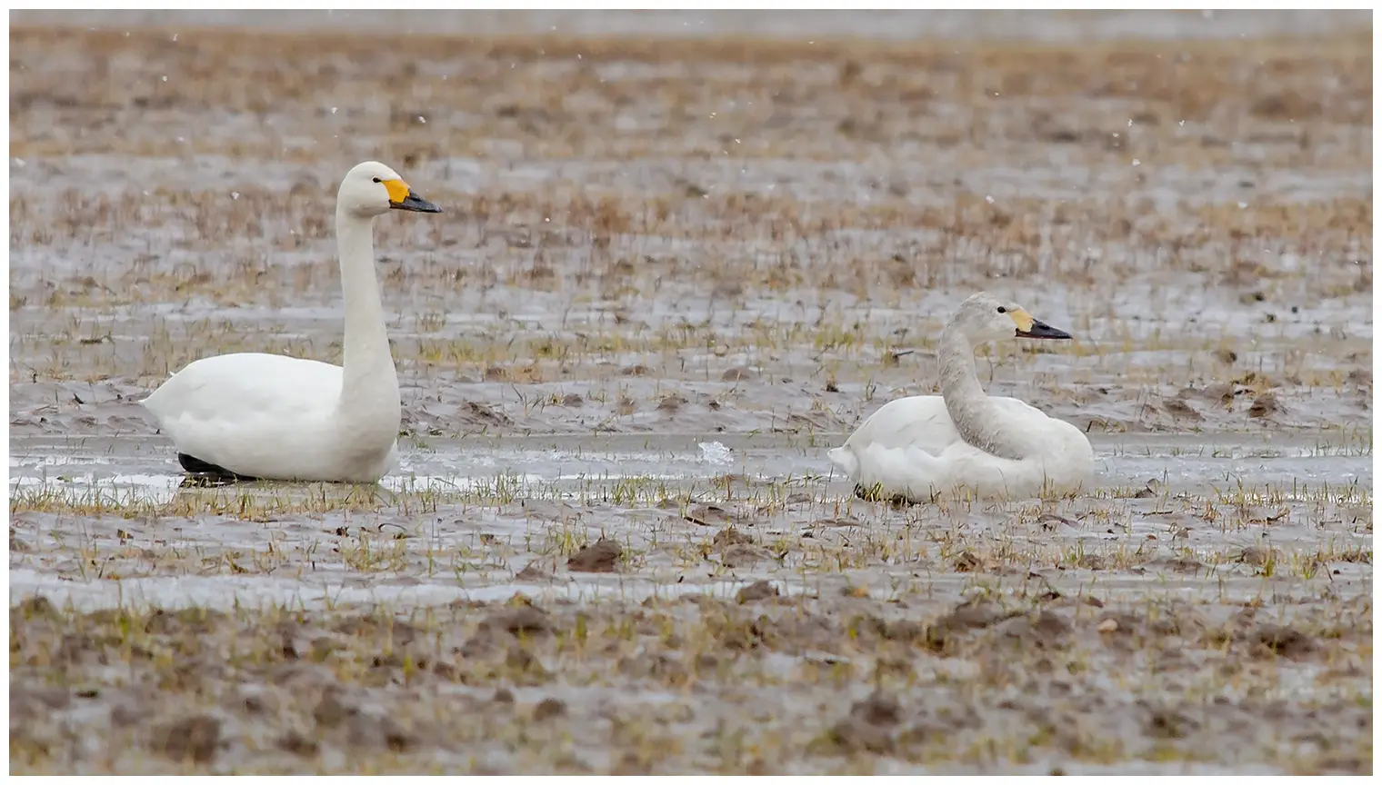 Tundra swan