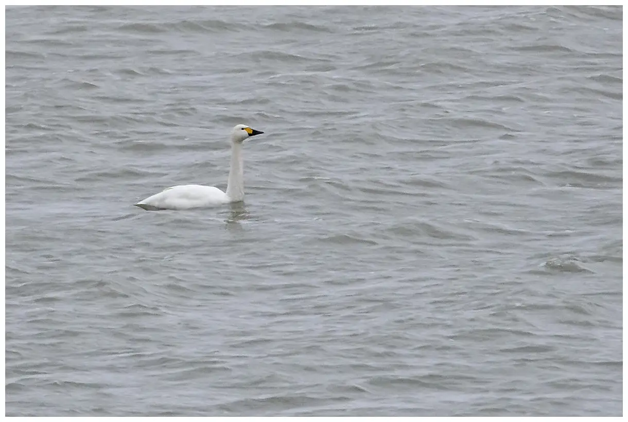 Tundra swan