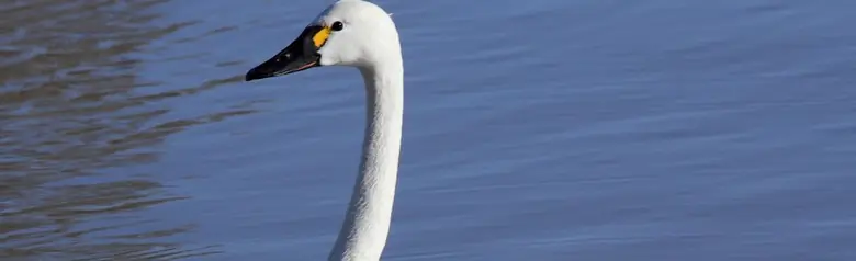 Tundra swan. A small swan with a lesser orange beak than other types of swan.
