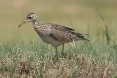 Upland sandpiper