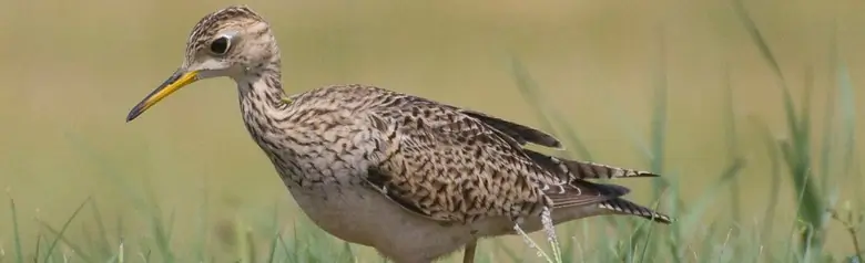 Upland sandpiper