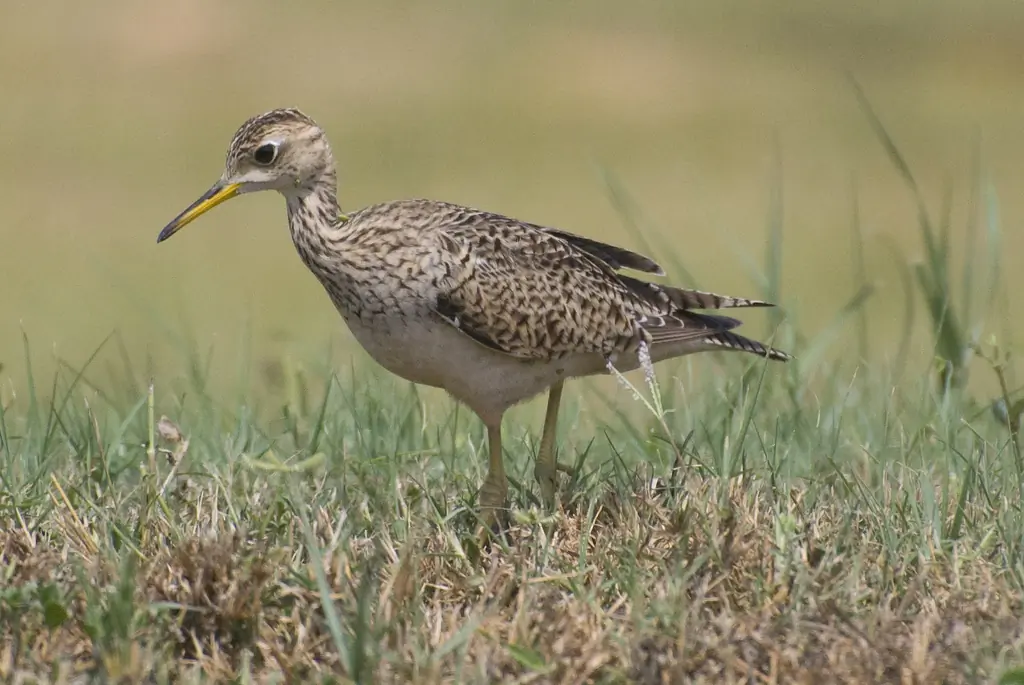 Upland sandpiper