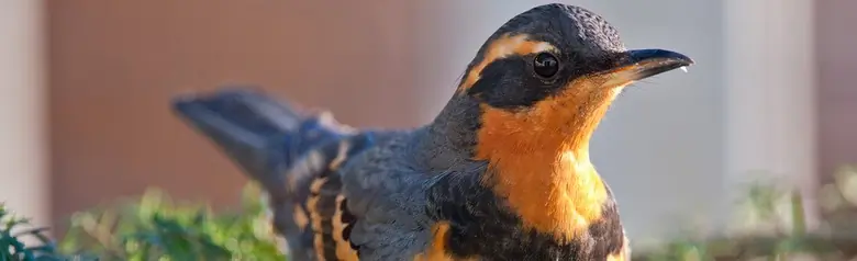 Varied thrush