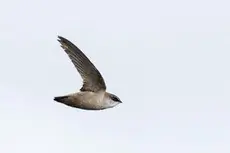 Vaux's swift