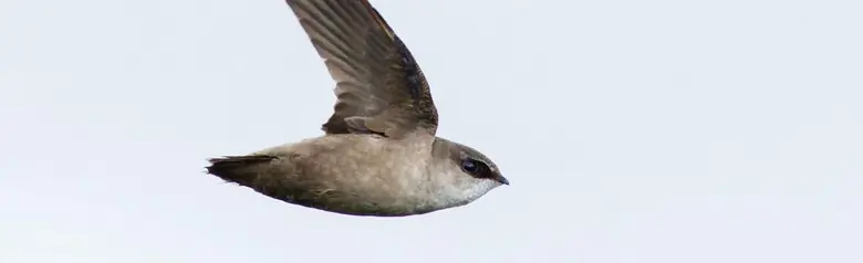 Vaux's swift