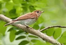 Veery