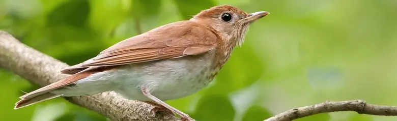 Veery