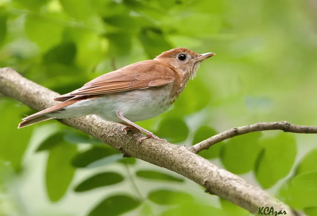 Veery