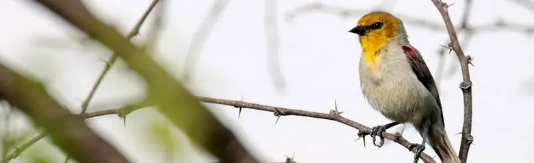 Verdin