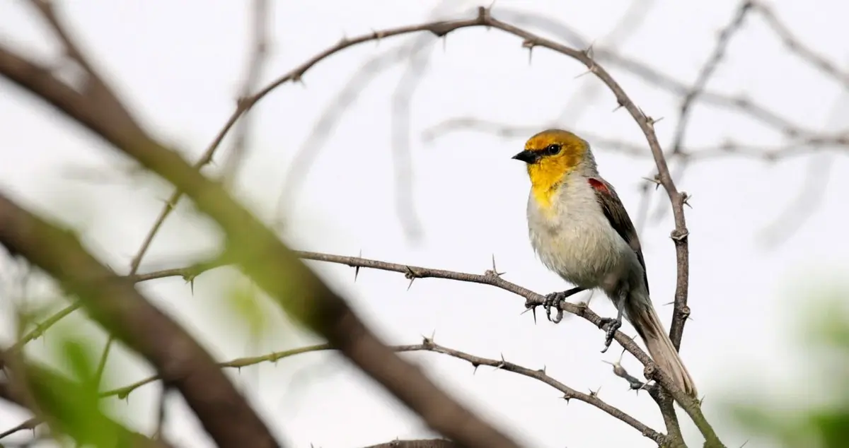 Verdin