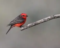 Vermilion flycatcher