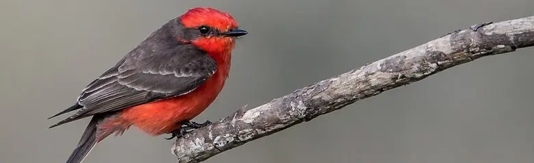 Vermilion flycatcher
