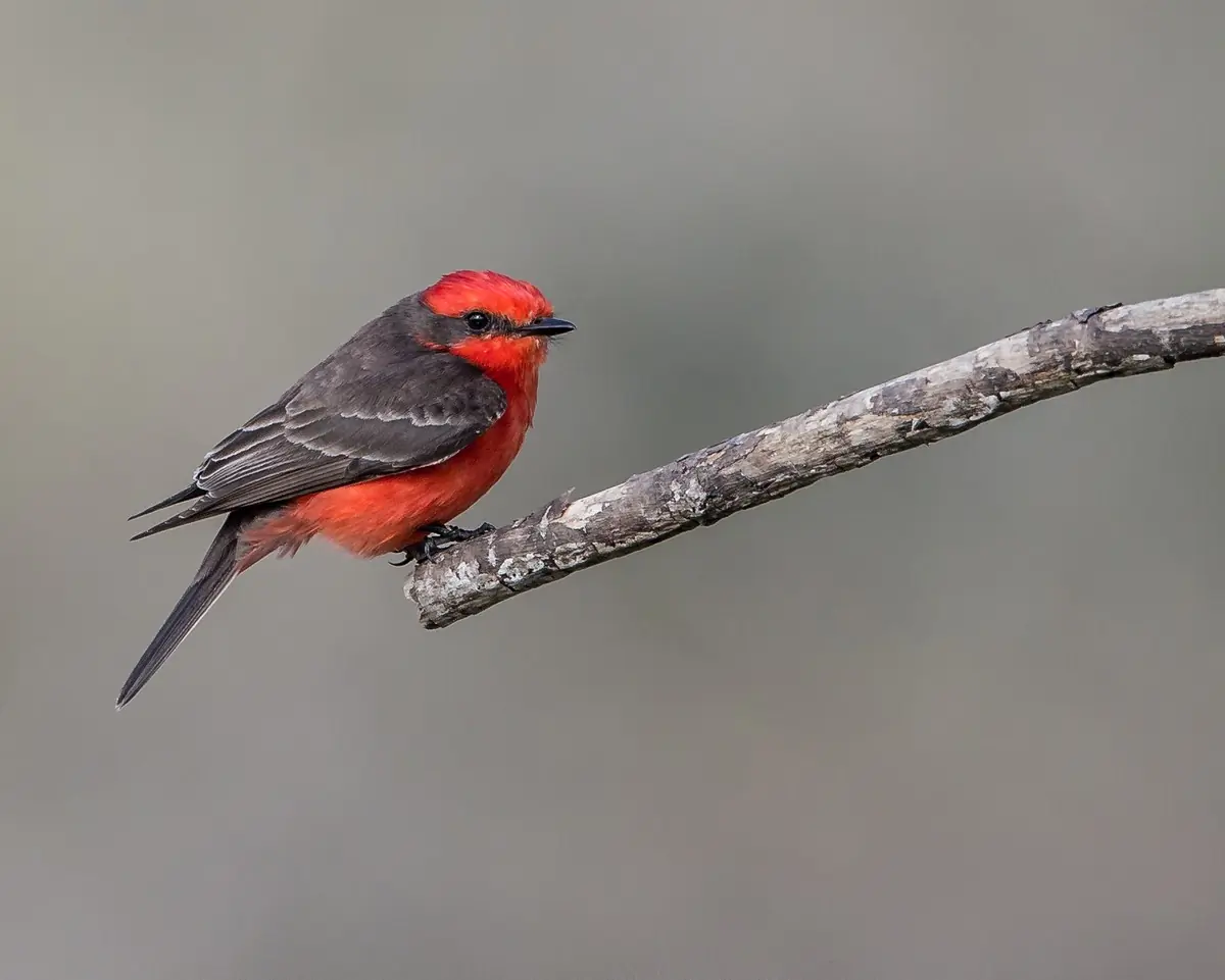 Vermilion flycatcher