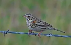 Vesper sparrow