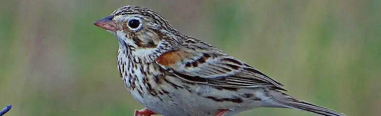 Vesper sparrow