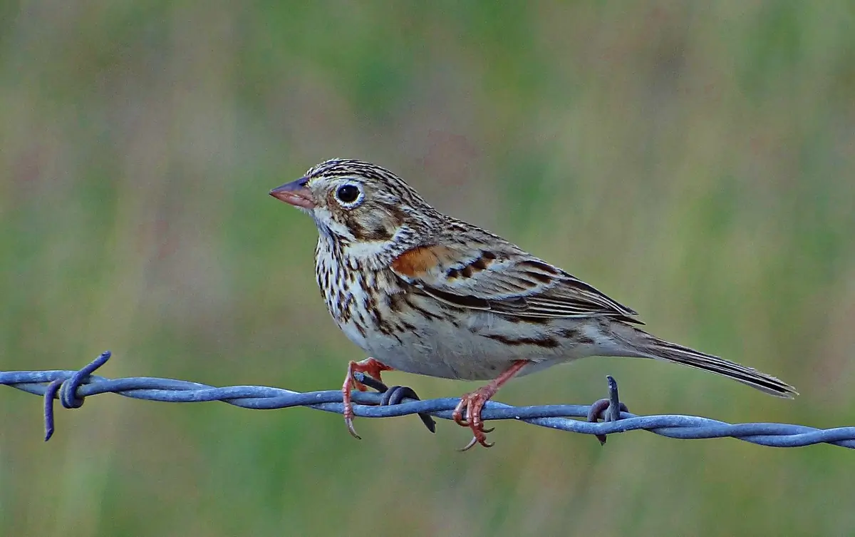 Vesper sparrow