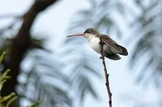 Violet-crowned hummingbird