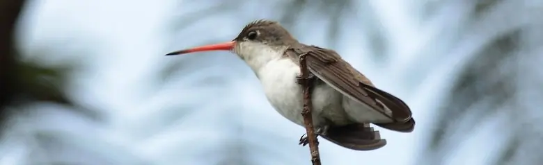 Violet-crowned hummingbird