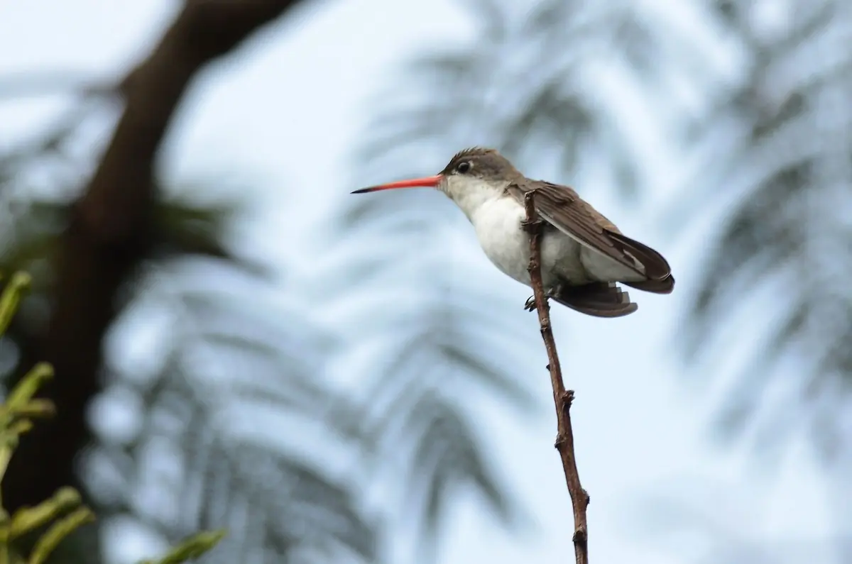 Violet-crowned hummingbird