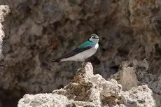 Violet-green swallow