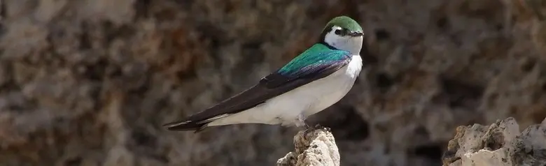 Violet-green swallow