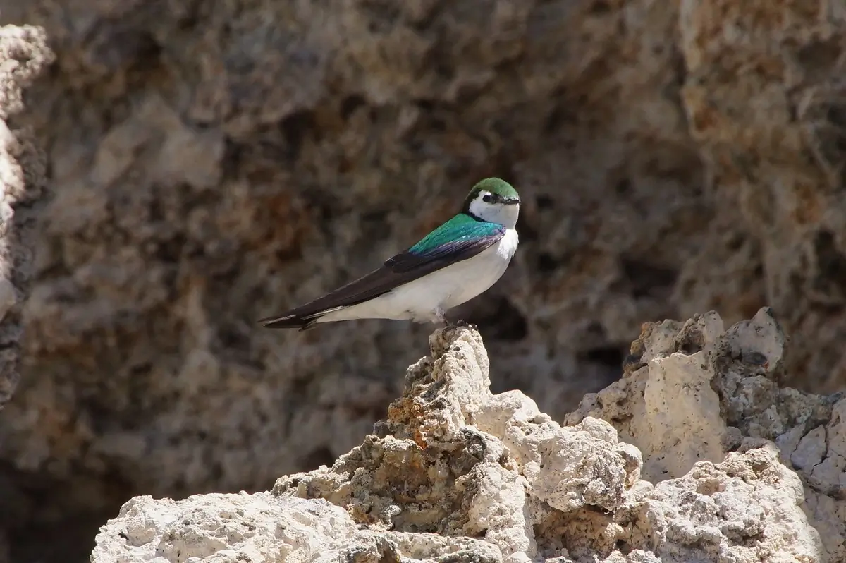 Violet-green swallow
