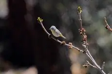 Virginia's warbler