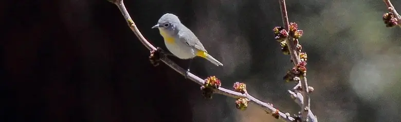 Virginia's warbler