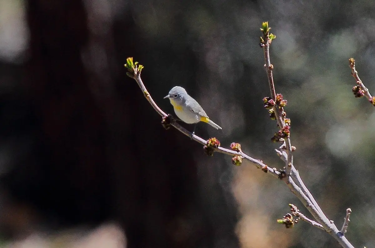 Virginia's warbler