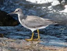 Wandering tattler