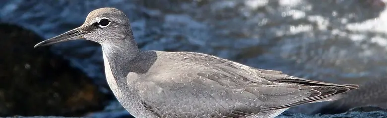 Wandering tattler