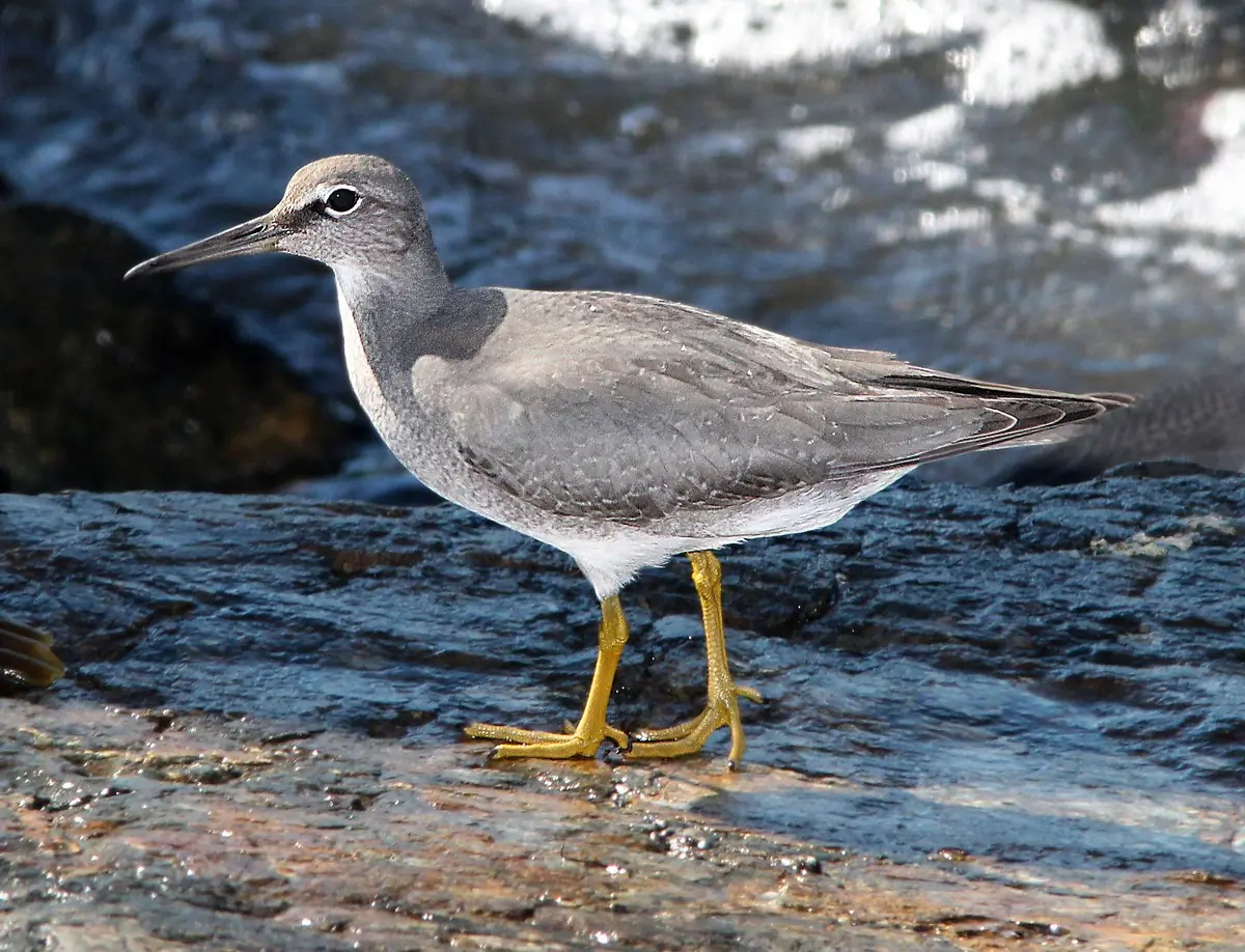 Wandering tattler
