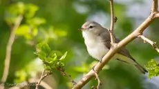 Warbling vireo