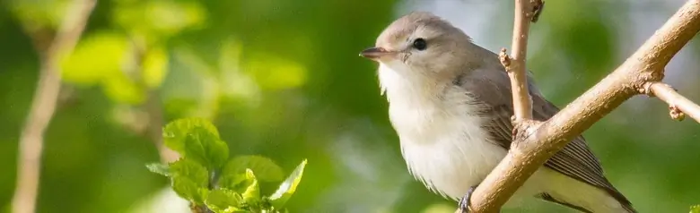 Warbling vireo