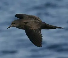 Wedge-tailed shearwater