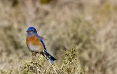 Western bluebird
