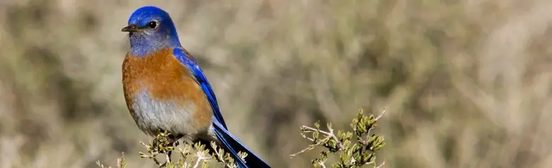 Western bluebird