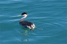 Western grebe