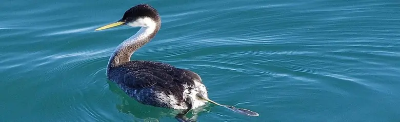 Western grebe