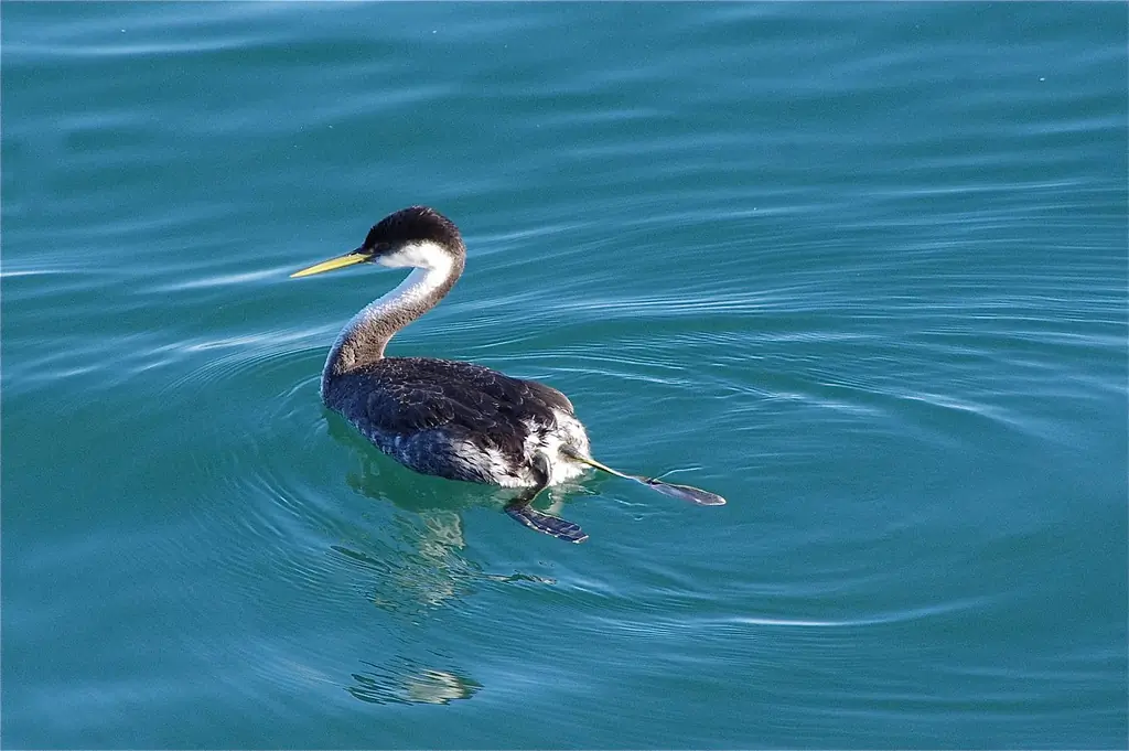 Western grebe