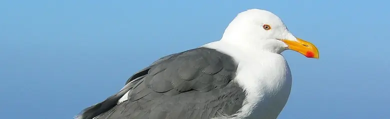 Western gull