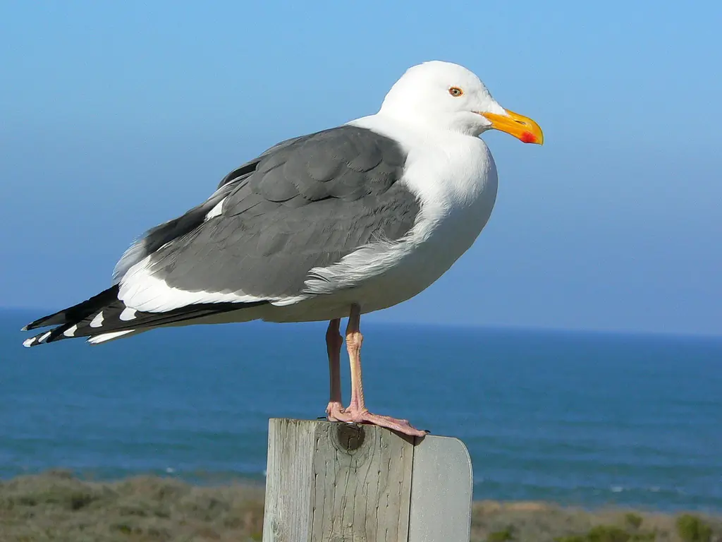 Western gull