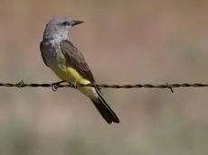 Western kingbird