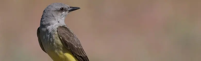 Western kingbird