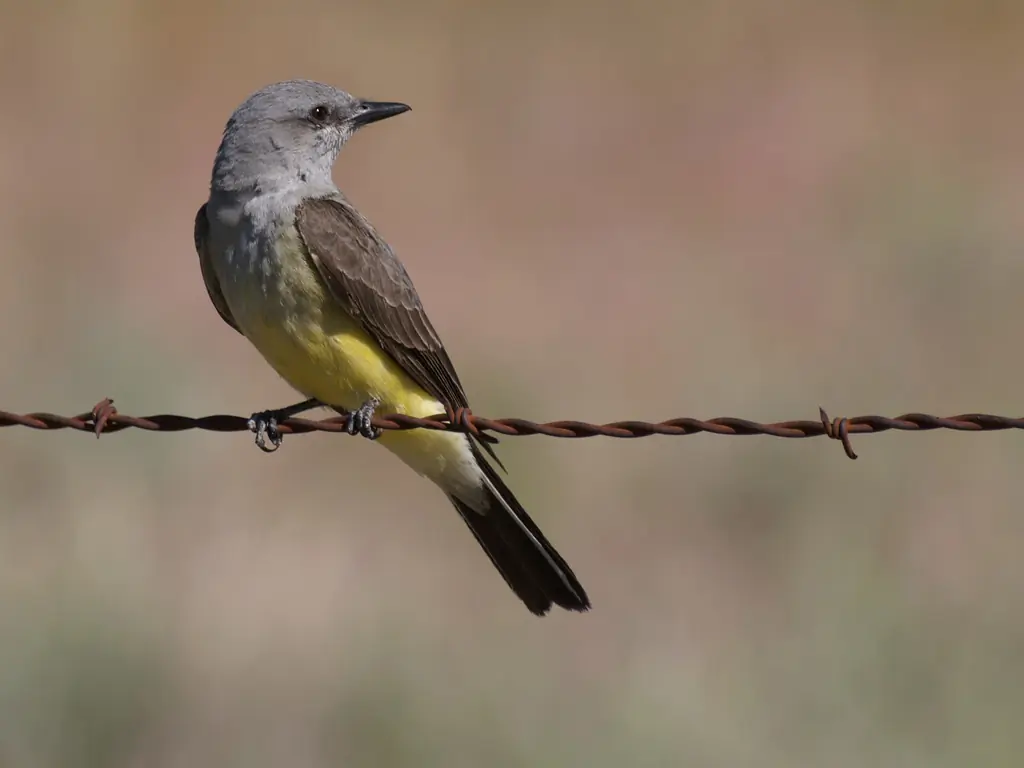 Western kingbird