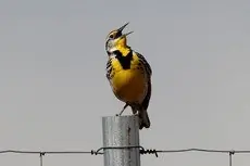 Western meadowlark
