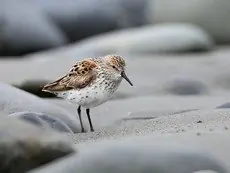 Western sandpiper