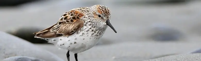 Western sandpiper